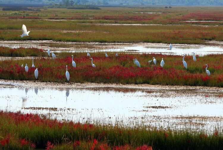 Grote zilverreigers in een moerassig gebied